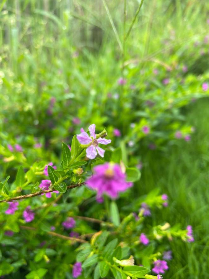 Da Lat Sunshine Garden Hotel ภายนอก รูปภาพ