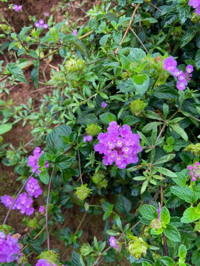 Da Lat Sunshine Garden Hotel ภายนอก รูปภาพ