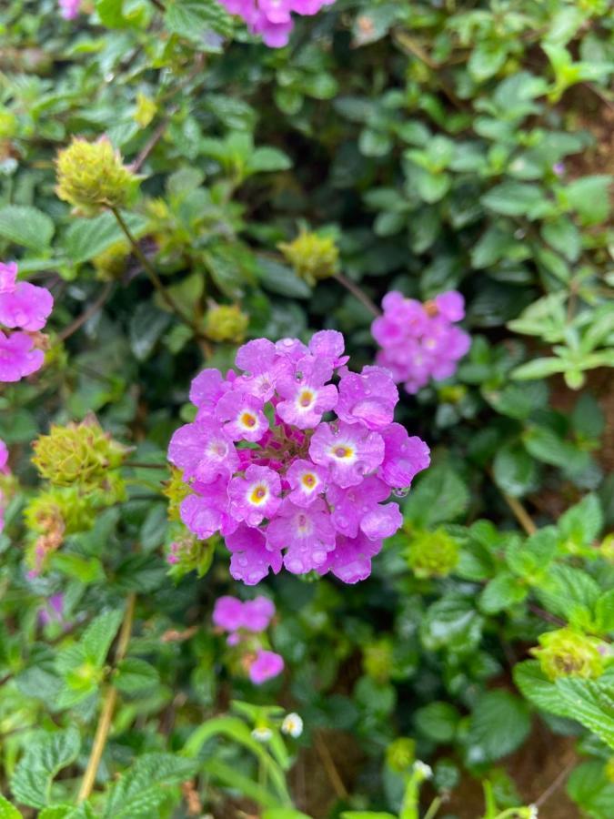 Da Lat Sunshine Garden Hotel ภายนอก รูปภาพ